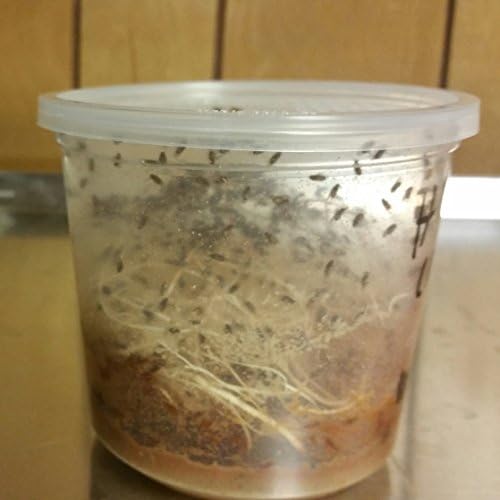 1 Чаша икономически култура лети плодови мухи Drosophila Hydei (по-големи мухи) в чаша с обем 24 грама